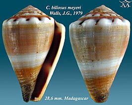 Conus biliosus meyeri