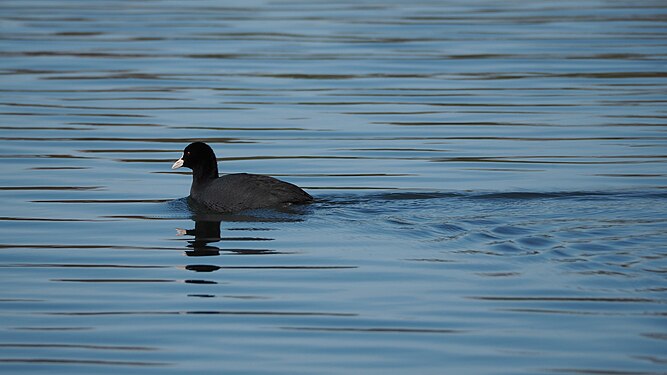 Eurasian coot