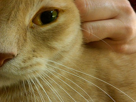 Печень у кошки симптомы. Желтушность кожи у животных.