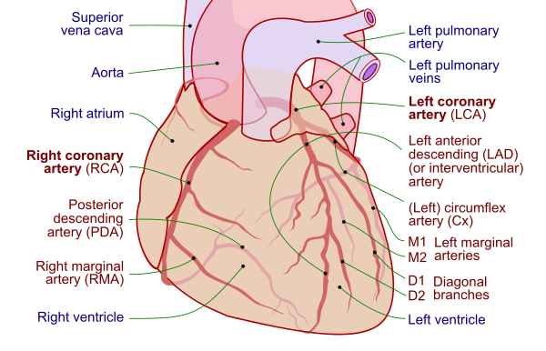 interventricular sulcus and septum