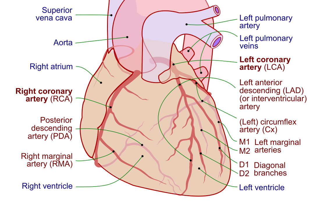 Arteri koroner