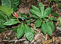 Costus scaber