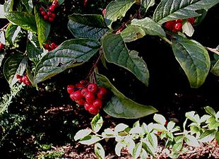 Bulet dværgmispel (Cotoneaster bullatus) har iøjnefaldende bær.