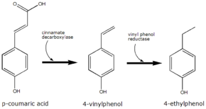 Conversione dell'acido p-cumarico mediante Brettanomyces