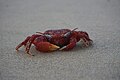Crab Red on Sea Beach.jpg