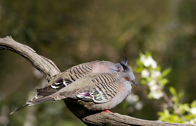 File:Crested Pigeon (Ocyphaps lophotes) (21489926549).jpg