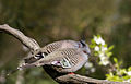 Crested Pigeon (Ocyphaps lophotes) (21489926549).jpg