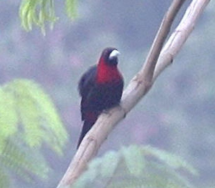 File:Crimson-collared Tanager.jpg