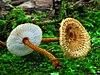 Two brown mushrooms lay on green moss. The mushrooms are brown and hairy with white gills.