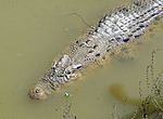 Um crocodilo de água salgada capturado perto de Betano, em Aileu
