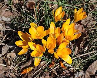 <i>Crocus flavus</i> Species of flowering plant