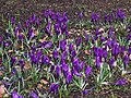 Crocus 'Purpureus Grandiflorus'