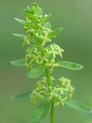 Bald cabbage (cruciata glabra)