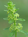 Cruciata glabra2.jpg