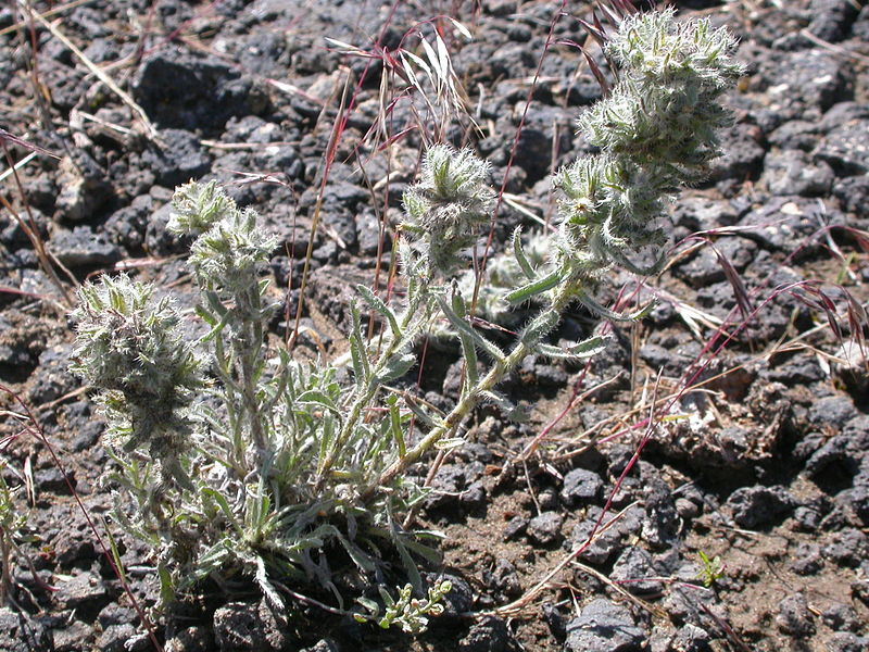 File:Cryptantha spiculifera (3706660201).jpg