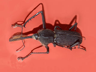<i>Rhinostomus barbirostris</i> Species of beetle