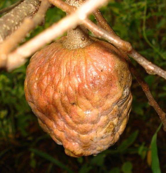 File:Custard-apple.JPG