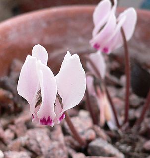 <i>Cyclamen cyprium</i> Species of flowering plant