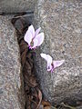 Cyclamen hederifolium seedling between paving stones