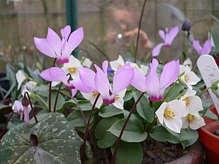 <center>Cyclamen peloponnesiacum</center>