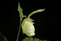 Cypripedium japonicum yellow colour