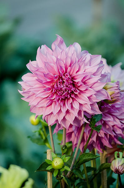 File:Dahlia flower - colour.jpg