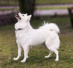 Danishspitzdog.jpg