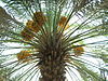 A fruiting date palm in Medina