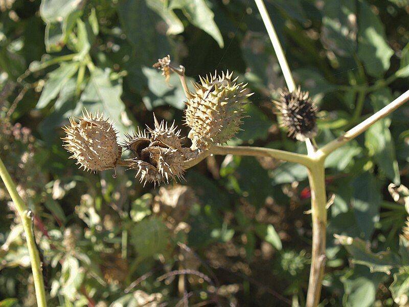 File:Datura-stramonium-20071107-a.jpg