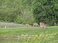 Herd grazing while one (on left) keeps watch at Sudarnakhali, Sundarbans