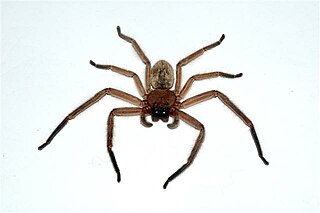 <i>Delena</i> Genus of spiders