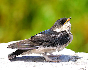 three swallow-like birds with black upperparts and white underparts standing on muddy ground.