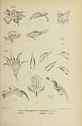 Collabium simplex fig. 134