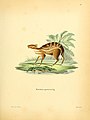 water chevrotain