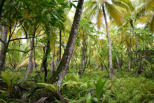 A mixed-species freshwater wetland on Diego Garcia