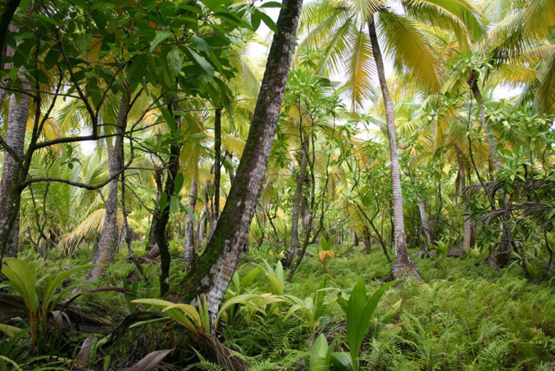 File:Diego Garcia Mixed Species Marsh.png