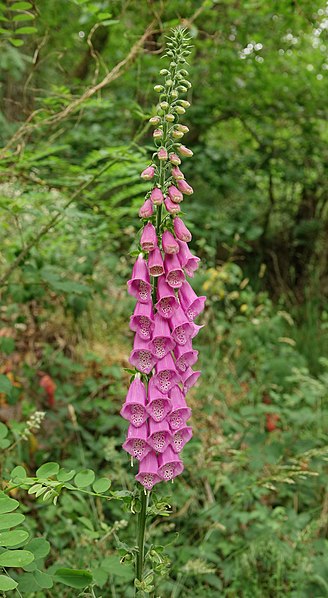 File:Digitale pourpre (Digitalis purpurea) (9).jpg