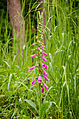 Purple Foxglove