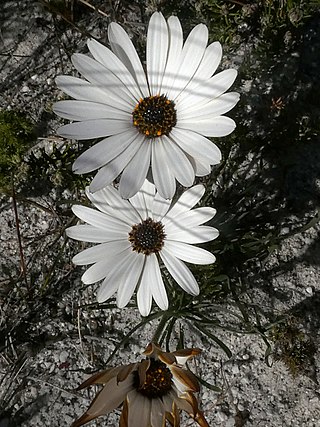 <i>Dimorphotheca nudicaulis</i> Species of flowering plant