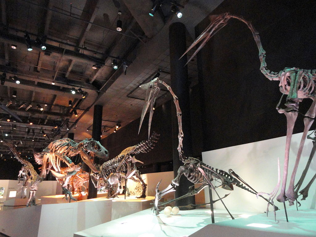 collection of dinosaurs in houston museum of natural science