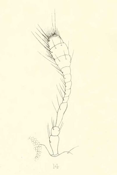 File:Diomus varians antenna 1894.jpg