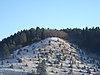 Dissenhorn Wacholderheide im Winter.jpg