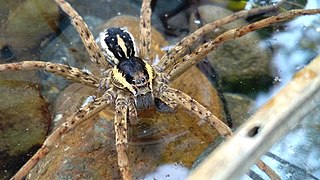 <i>Dolomedes dondalei</i> Species of spider endemic to New Zealand