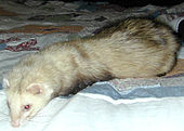 Furet de compagnie.