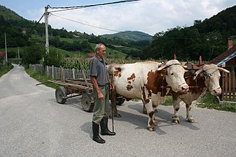 Ox drive cart in Serbia