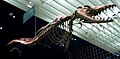 Deutsch: Skelettrekonstruktion von Dorudon atrox English: Reconstructed skeleton of Dorudon atrox