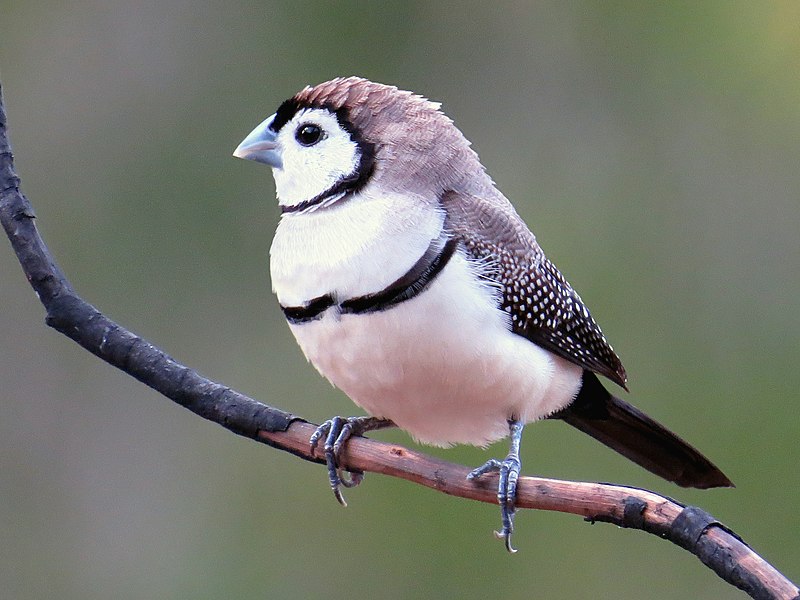 File:Double-barred finch 8066-2.jpg