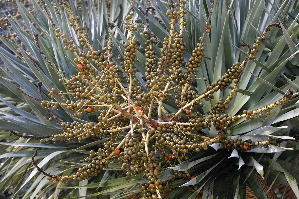 File Dragons Blood Tree Jpg Wikimedia Commons