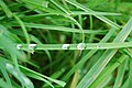 Droplet on a Blade of Grass - panoramio.jpg