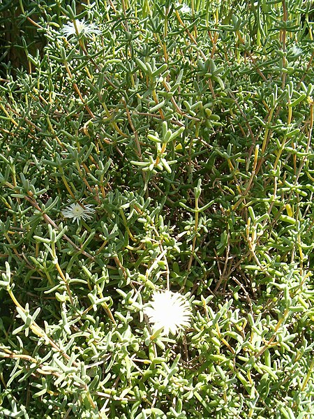 File:Drosanthemum diversifolium KirstenboschBotGard09292010C.JPG